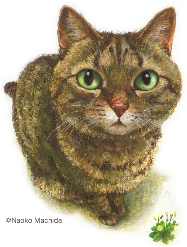絵本アワード4冠達成 なまえのないねこ (c)Naoko Machida